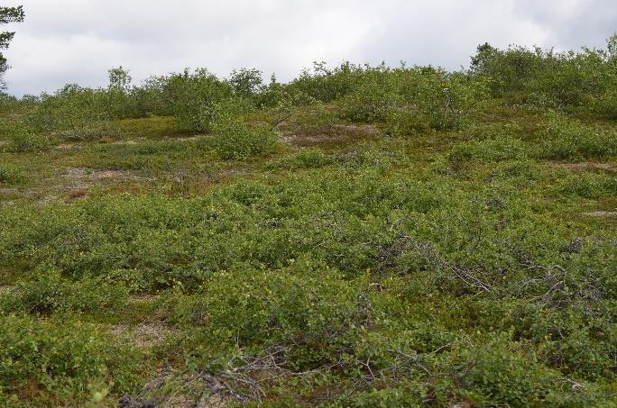 Kesälaidunalueilla tunturikoivupensaiden uudistuminen heikkenee tai estyy ja pensaikoiden rakenne kärsii.