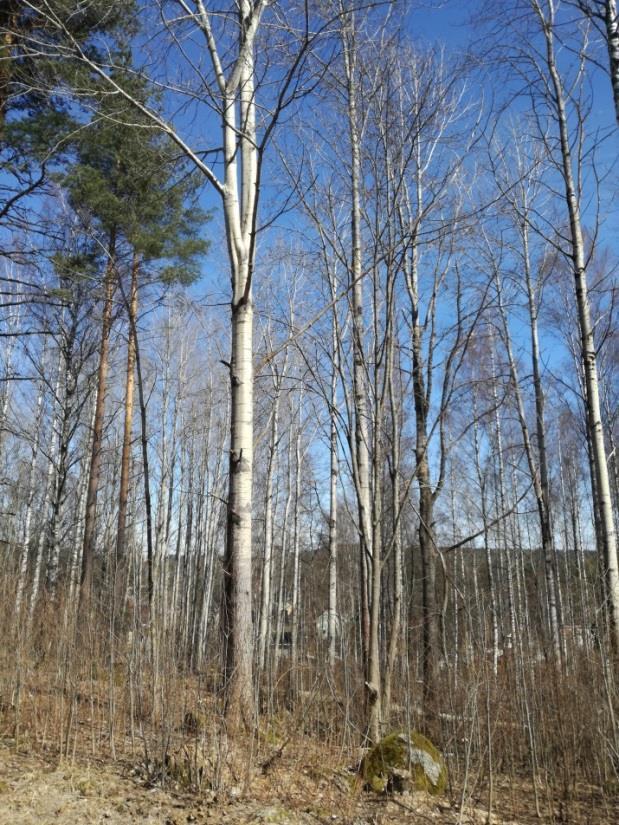 Alueella korkeuserot vaihtelevat noin 100-120 metrin välillä. Suunnitellun johtolinjan länsipuolella (Merkkaajantien länsipuoli) kasvupaikkana on enimmäkseen kuivahkoa kangasta.