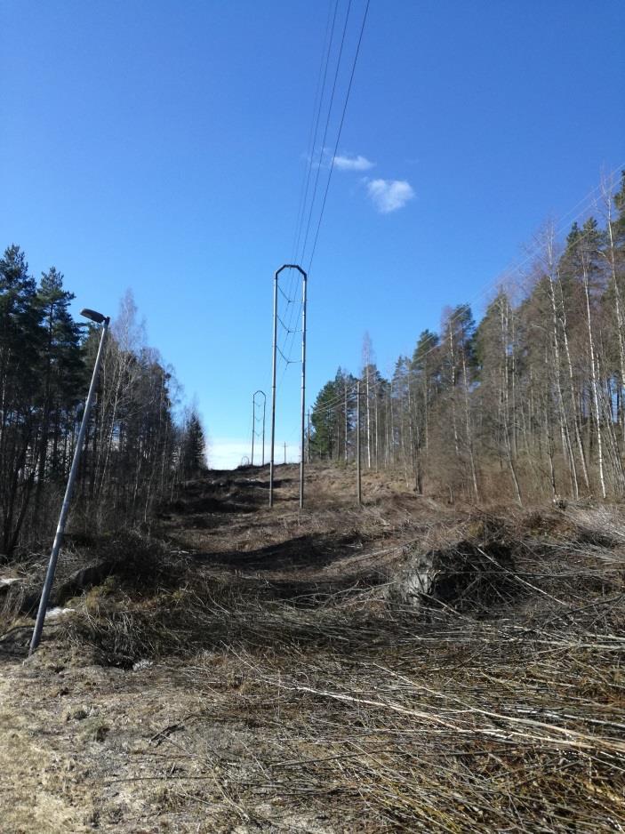 kuivahkoa mäntyvaltaista kangassekametsää.