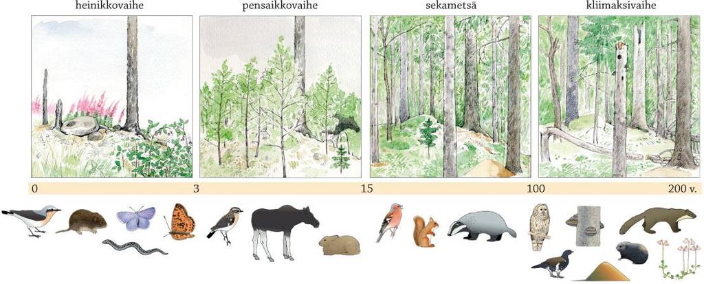 Suomen metsissä avohakkuun jälkeen: 1. Heinikkovaihe (esim. maitohorsma, metsälauha) 2. Pensaikkovaihe (esim. rauduskoivu, pihlaja) 3.