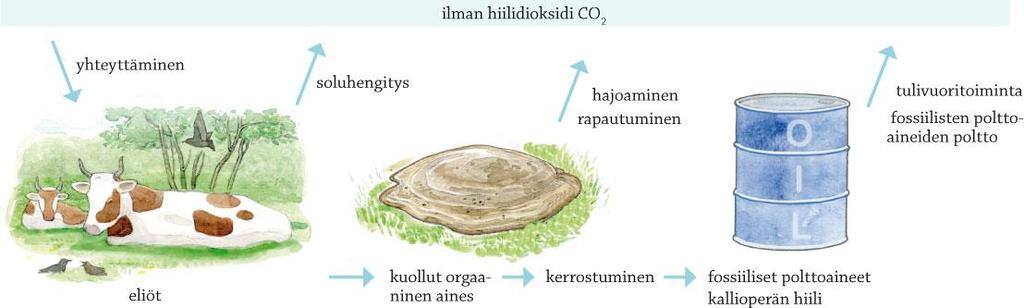 Ekosysteemiekologia tutkii aineen ja energian liikettä ekosysteemeissä. Häiriö näissä liikkeissä (jotakin on jossakin liikaa tai liian vähän) ekologinen ympäristöongelma. Esim.