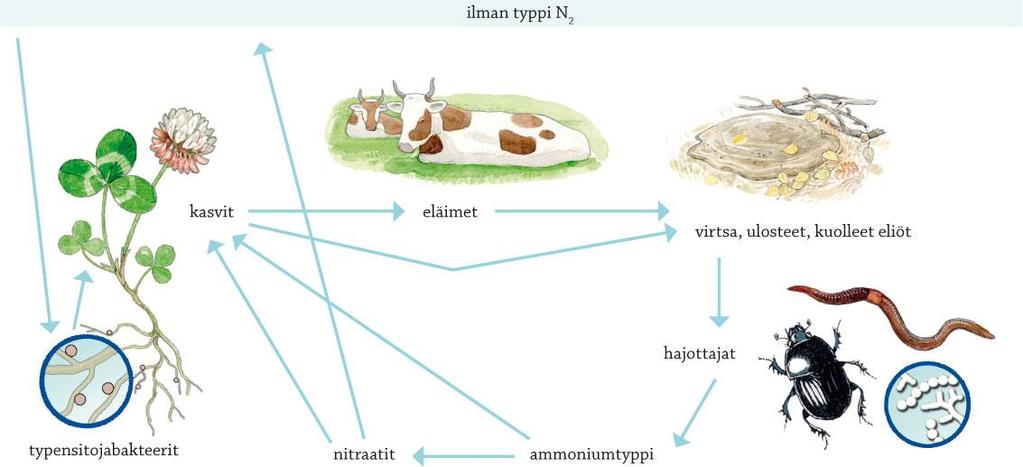 Myös syanobakteerit kykenevät typensidontaan (vesissä, jäkälän osina.