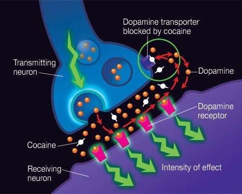 Kuva 5. Kokaiinin vaikutus aksonissa dopamiinin toimintaan.