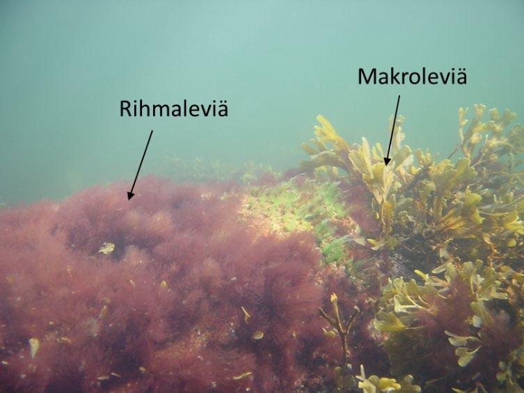 5. Rihmalevien ekologiaa Suomenlahdella Rihmalevät ovat suurikokoisia, käytännössä paljain silmin näkyviä leviä eli makroleviä.