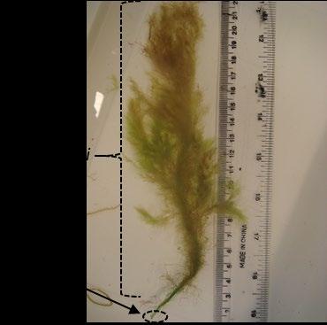 Tyvilevy muodostuu, kun vesipatsaassa uiva itiö laskeutuu kasvualustalleen, kiinnittyy siihen ja erikoistuu.