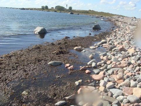 mikäli vesipatsaassa on kasvuun tarvittavia ravinteita liikaa.
