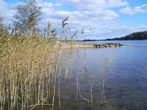 Kuva 27. Ruovikko edesauttaa rihmalevien kasvua. 5.3.