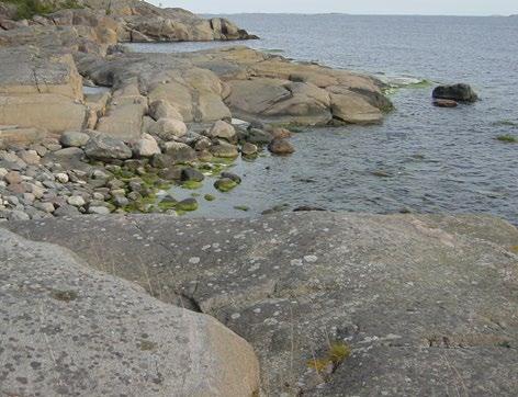 syvenevät pohjat saattavat muuttua kuivaksi maaksi useaksi päiväksi. Tällöin rihmaleväkasvustot jäävät kuiville ja alkavat hajota (kuva 28).
