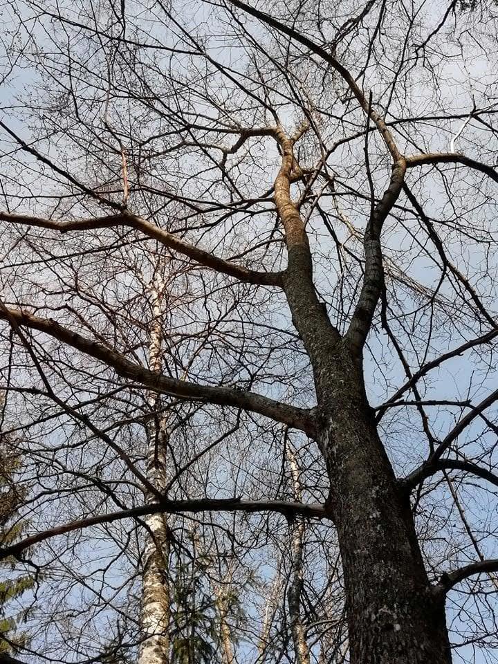 Tontinjakoprosessin aikana tontin raja-alueen tuntumasta oli löytynyt oletettavasti pienen vuorijalavan (Ulmus glabra) taimi.