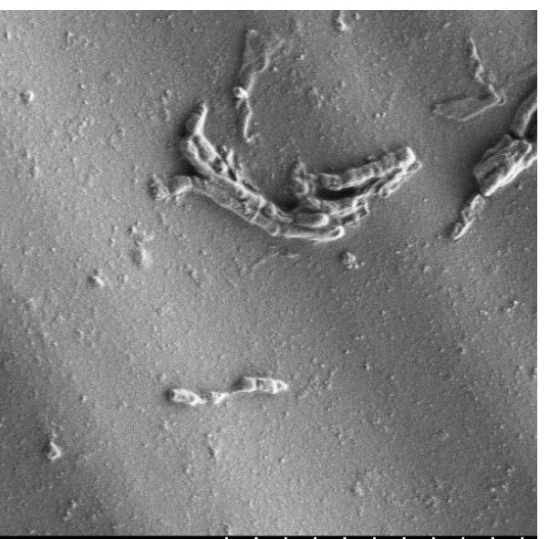 Ratkaisu Tehokkuus In vitro -testi Mikrobien kiinnittymisen ja kolonisoitumisen väheneminen välineiden pinnoille on vahvistettu kliinisesti oleellisilla mikrobikannoilla in vitro -testissä.