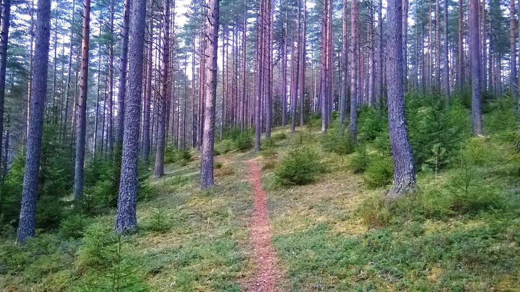 GEOLOGIAN TUTKIMUSKESKUS Geologinen rakenneselvitys 10.12.