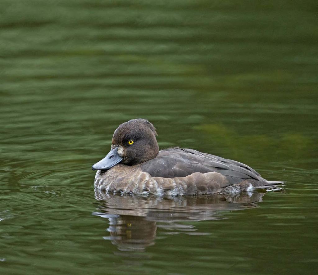 SUOMEN METSÄSTÄJÄLIITTO BIRDLIFE