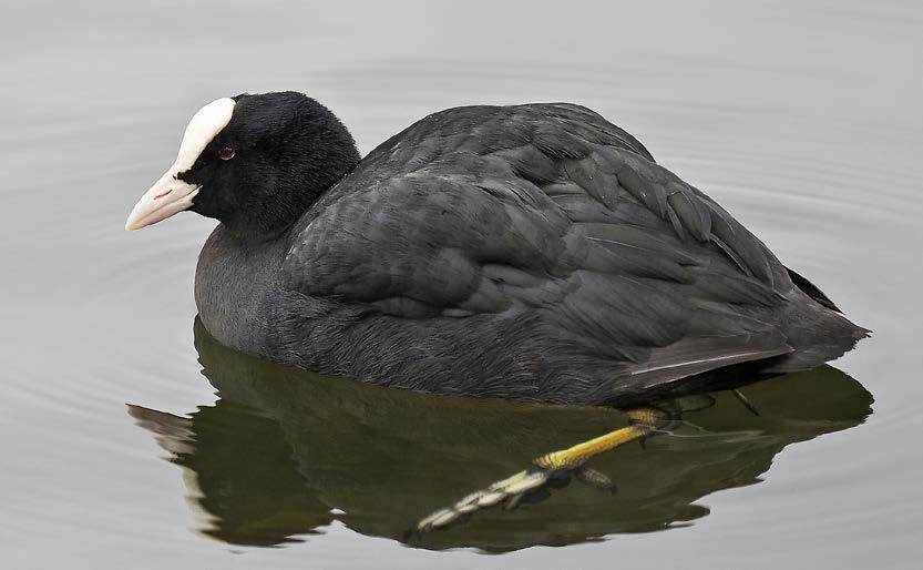 SUOMEN METSÄSTÄJÄLIITTO BIRDLIFE SUOMI 2 1 NOKIKANA (SOTHÖNA, FULICA ATRA) Kuva: Petri Vainio Nokikana pesii Etelä- ja Keski-Suomen rehevillä, ruovikkoa tai osmankäämiä kasvavilla järvillä ja