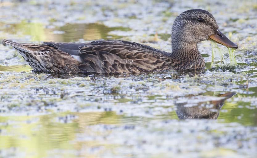 SUOMEN METSÄSTÄJÄLIITTO BIRDLIFE SUOMI 2 Vertaa sinisorsaan 1 Kuva: Jussi Vakkala HARMAASORSA (SNATTERAND, ANAS STREPERA) Kuva: Pertti Rasp