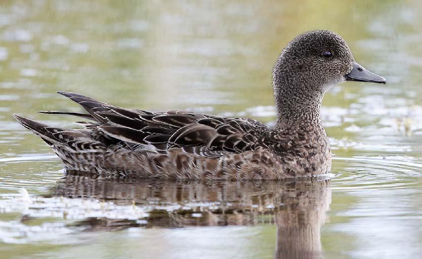 SUOMEN METSÄSTÄJÄLIITTO BIRDLIFE SUOMI 2 1 HAAPANA (BLÄSAND, ANAS PENELOPE) Kuva: Petri Vainio Haapana pesii koko Suomessa, mutta on runsain maan pohjoisosissa.