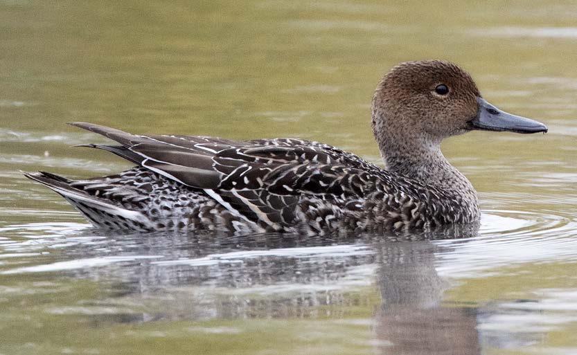 SUOMEN METSÄSTÄJÄLIITTO BIRDLIFE SUOMI 2 1 JOUHISORSA (STJÄRTAND, ANAS ACUTA) Kuva: Micha Fager Jouhisorsia pesii Suomessa eniten Pohjois-Pohjanmaalla ja Lapissa.