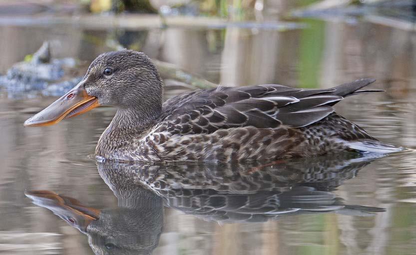 SUOMEN METSÄSTÄJÄLIITTO BIRDLIFE SUOMI 1 LAPASORSA (SKEDAND, ANAS CLYPEATA) Kuva: Micha Fager Lapasorsa on Etelä- ja Keski-Suomen rehevien järvien ja merenlahtien melko harvalukuinen pesimälintu.