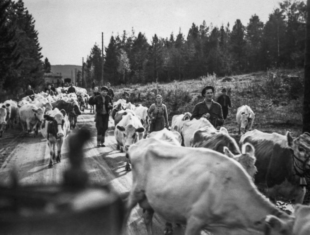 Lapinlehmäkannan voimakas vähentyminen alkoi Lapin sodan ja maatalouden murroksen myötä. Kuva: Lapin maakuntamuseo. Kuvaaja tuntematon.