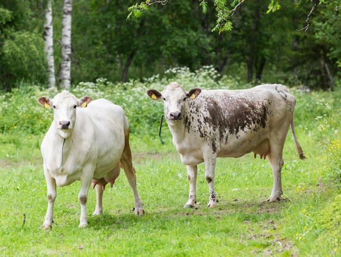 Lapinlehmä on kevytrakenteinen ja melko pienikokoinen. Yleisin väri on kokovalkoinen mustin tai ruskein korvin. Kuva: Marko Junttila.