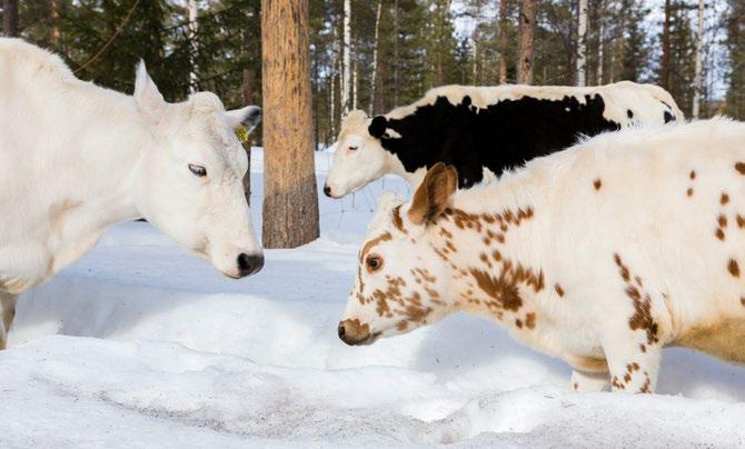 1 Johdanto Pohjoissuomenkarja (PSK) eli lapinlehmä on yksi Suomen kolmesta alkuperäisestä lehmärodusta. Muut rodut ovat itäsuomenkarja eli kyyttö (ISK) ja länsisuomenkarja (LSK).