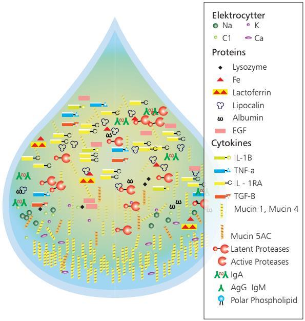 8 Kuvio 3. Normaalin kyynelnesteen rakenne, joka koostuu elektrolyyteistä, proteiineista ja muista komponenteista, kuten musiinista (Courtesy of Heegaard ym. 2015: 10).