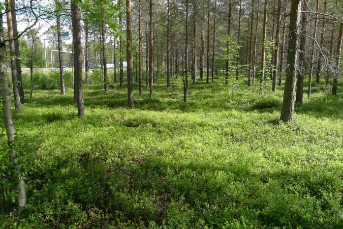 Ympäristöviranomaisten tietokantotiedoissa ei ollut merkintää suojeltujen tai uhanalaisten lajien esiintymisestä selvitysalueella (ELY-keskus 2017). 3.