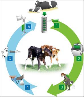 15 (69) KUVA 5. Coloquick järjestelmä (Coloquick 2012.) Poikimisen jälkeen lehmältä lypsetään ternimaitoa, josta mitataan ternimaidon vasta-ainepitoisuus refraktometrillä.