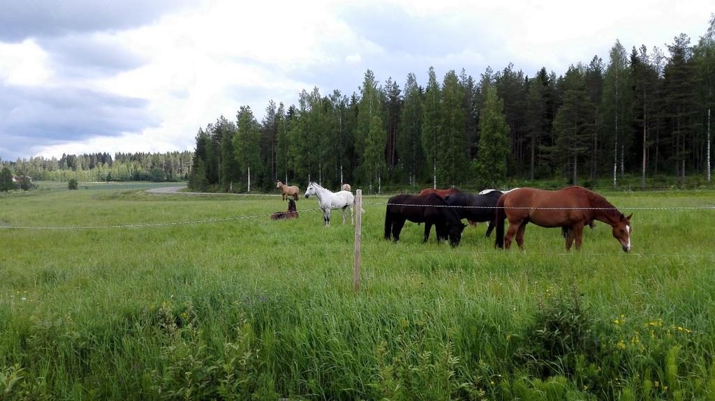 Kunnan ympäristönsuojelutarkastajalle pitää tehdä ilmoitus lannan käsittelystä, kun: Kuivalanta aumataan pellolle.