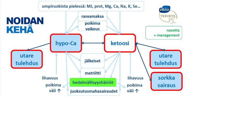 jopa 50 % saaduista utaretulehduksista on saanut alkunsa jo umpikaudella. Umpikauden aikana 20-40 % lehmistä ei vedinkanava sulkeudu ollenkaan tai vetimen pää avautuu jo viikkoja ennen poikimista.