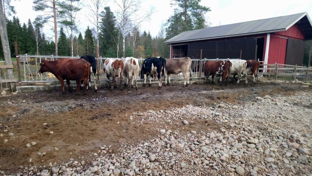 Osa umpilehmistä on viettänyt umpikautensa talven aikana tiineiden hiehojen kanssa vanhassa ladossa (nk. yläkasvattamo), joka on kunnostettu eläimiä varten.