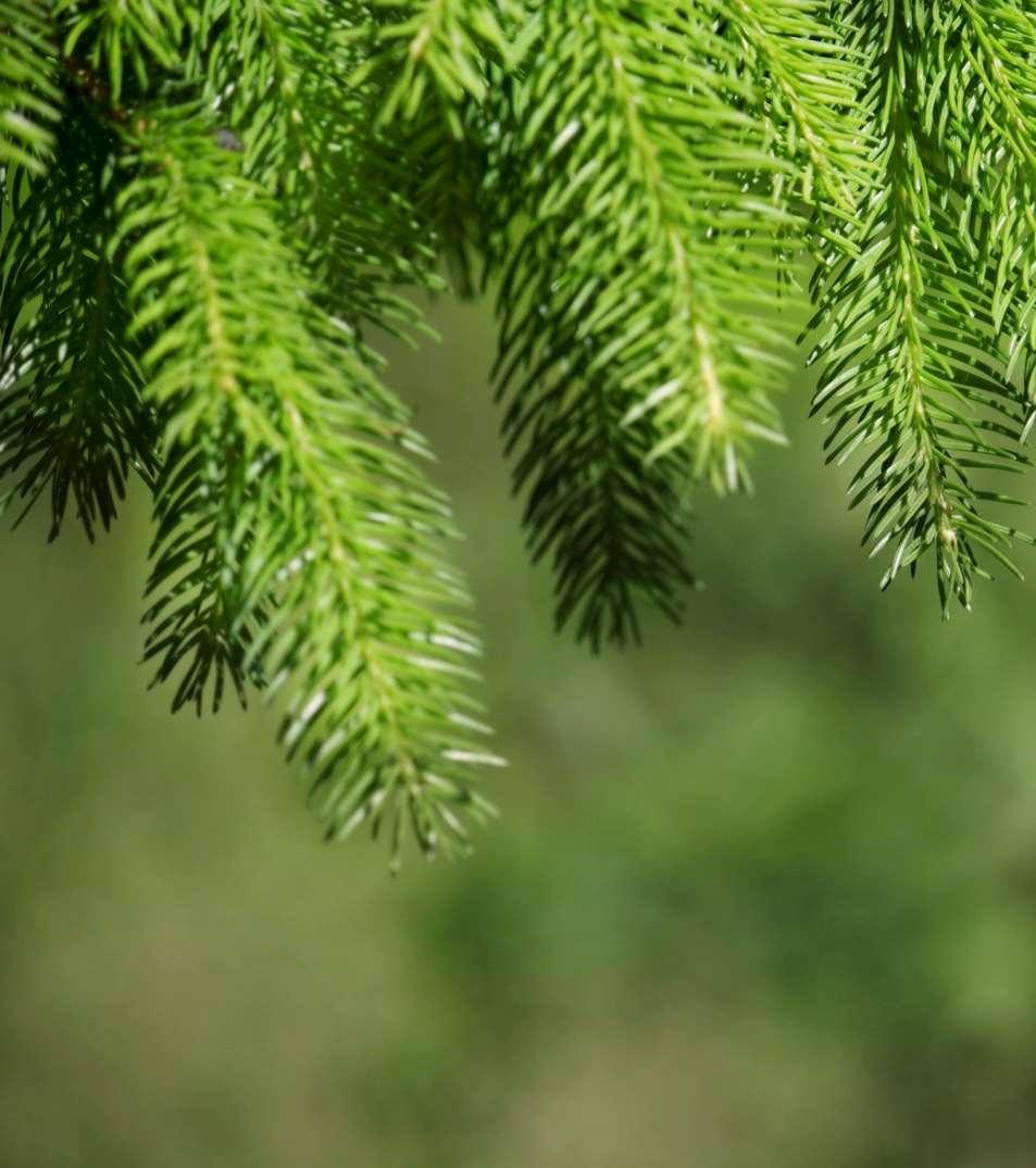 Metsäenergian käyttö on kiertotaloutta Nykyinen metsäenergian käyttö on varsin kestävää ja ilmastoystävällistä Metsäteollisuuden sivutuotteet (kuori, puru, bioliemet) Hakkuutähteet (oksat, latvukset,