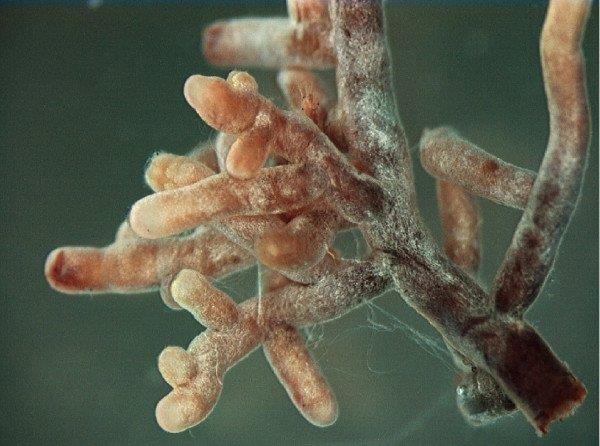 Taustaa - Mikrobit Symbionttiset mikrobit elävät sekä juuren sisä-, että ulkopuolella eriasteisesti Mykorritsa eli sienijuuri yleisin mikrobien ja kasvien symbioosi Endomykorritsa sisäsienijuuri