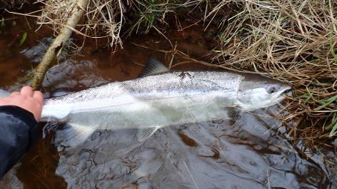 Fishmaster perhokalastusryhmän käytössä on yksityinen Balmakewan kalastusalue North Esk-joella. Alue on joen parhaita ja se sijaitsee 5-7 km mereltä.