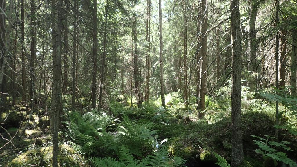 Puron välittömässä läheisyydessä esiintyy myös hiirenporras-käenkaalityypin (AthOT) ja tuoreen keskiravinteisen käenkaalioravanmarjatyypin (OMaT) lehtoa (Kuva 5). Kuva 5.