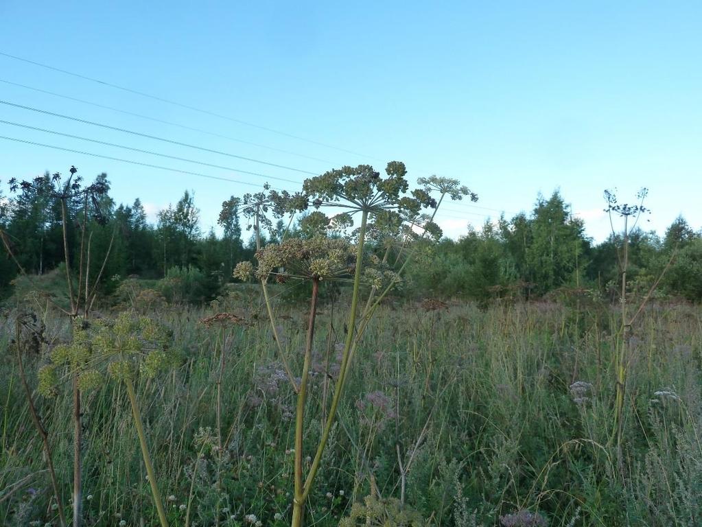 Selvitysalueen eteläosan suurruohovaltaista kasvillisuutta, mm.