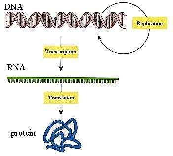 Centralna dogma