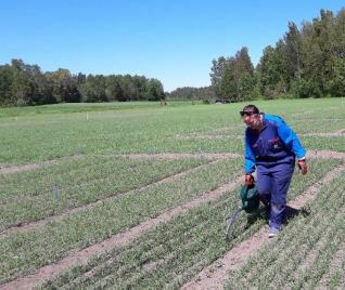 Suomen kenttäkokeet 2017 2018 Vuosien 2017 ja 2018 tulosten perusteella lietteen happokäsittely ei vaikuttanut kevätvehnän satoon eikä viljan laatuparametreihin On kuitenkin otettava huomioon, että