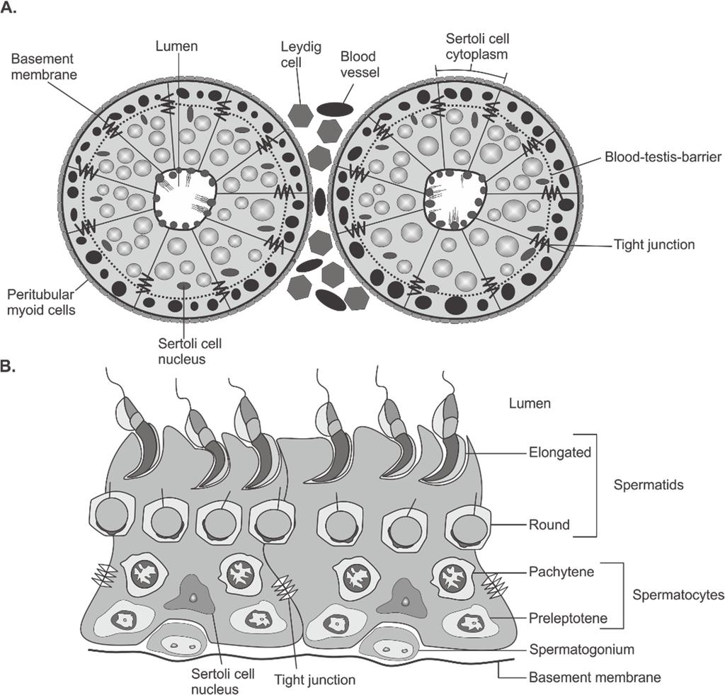 34 Review of the literature stages in mice (I XII) (Hermo et al., 2010a; Smith and Walker, 2015).