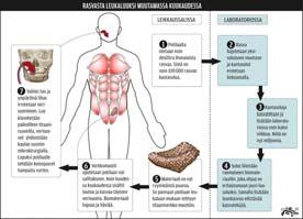 Bioteknologia: Mesenkymaalisten kantasolujen terapeuttiset mahdollisuudet Rasvan kantasoluja (hasc) kyetään erilaistamaan mm. rustoksi ja luuksi (Seppänen & Miettinen, 2014; Miana & Gonzalez, 2018).