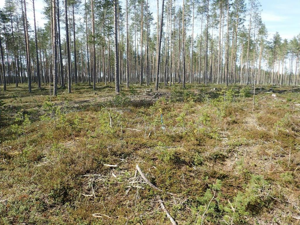 1 Suomussalmi Hossa