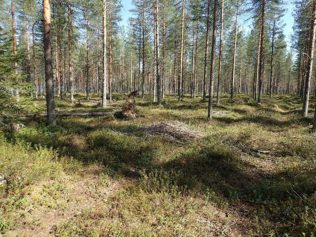 11 Honkiselän länsipuolelle