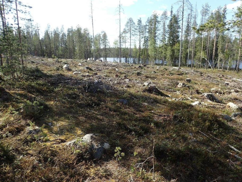 13 Pikku-Nimetön. Maastossa tarkastetun alueen itäosaa. Länteen. Pikku-Nimetön. Yksi Lidar -aineistosta näkyvistä alueen eteläpuolen kuopista.