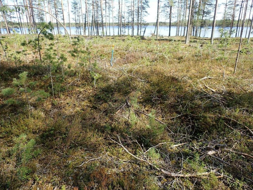 16 Saunaniemen matalavallinen tervahauta.