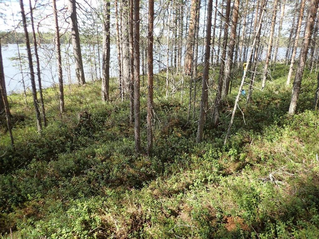 18 Hypäs E.