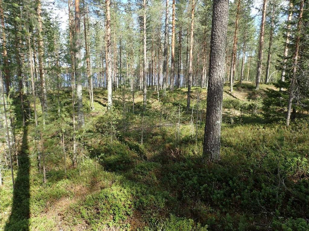 3 Inventointi Suomussalmen Hossassa on meneillään rantaosayleiskaavoitus, minkä johdosta alueella tehtiin muinaisjäännösinventointi syksyllä 2017.