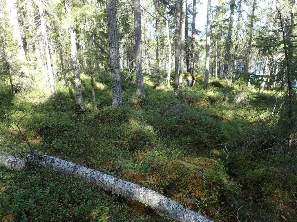 Itään.