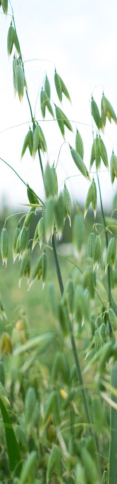 Päijät-Hämeen biokiertotalouden toimintasuunnitelma Päijät-Hämeen liitto Lahden ammattikorkeakoulu Päijät-Häme Bio-based Circular