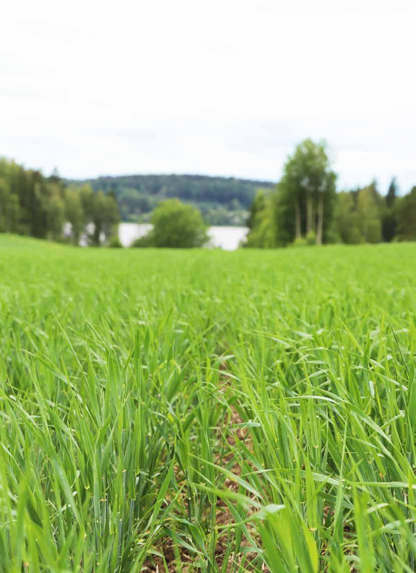 SUOMEN PELLOT TARVITSEVAT KALKKIA... SUOMI ON HAPAN MAA. 6,5 ON PELTOJEN TAVOITE-pH KIVENNÄIS- JA SAVIMAILLA.