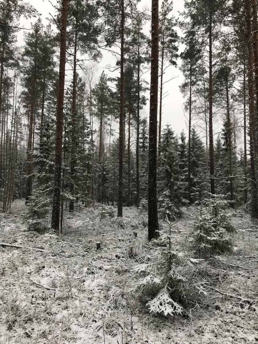 Voiko suometsää kasvattaa ilman kunnostusojitusta? puusto pitää suon kuivana kasvukaudella (Sarkkola ym.