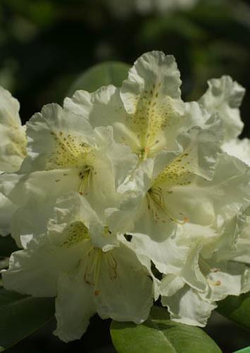 RHODODENDRON SUOMI 100' Ensimmäinen virallisesti rekisteröity kotimainen keltakukkainen alppiruusu, jonka kukat ovat sävyltään lempeän vaaleat,